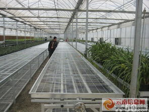 專業承接各類鋼架大棚工程 聯棟大棚、插地棚、溫室餐廳與智能溫室