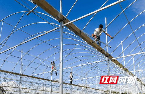 湖南道縣 鋼架大棚建設(shè)忙 促農(nóng)增收產(chǎn)業(yè)旺