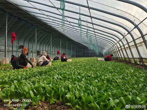 林七鄉溫室果蔬大棚 鋼架大棚拓寬致富路，鄉村振興顯成效